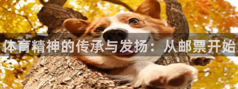 vsport体育官方正版app娱乐代理怎么样：体育精